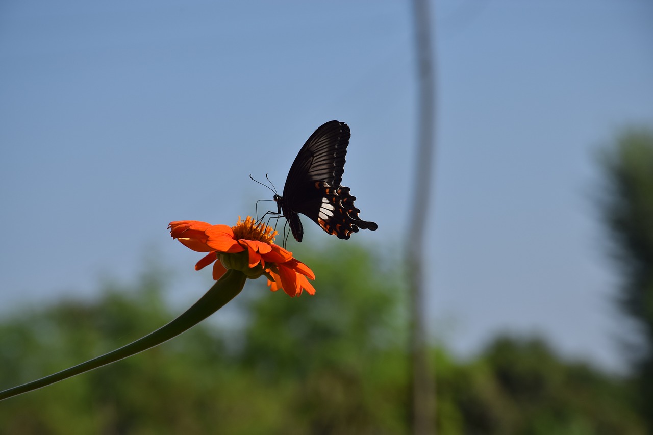Image - butterfly flower nature elegance