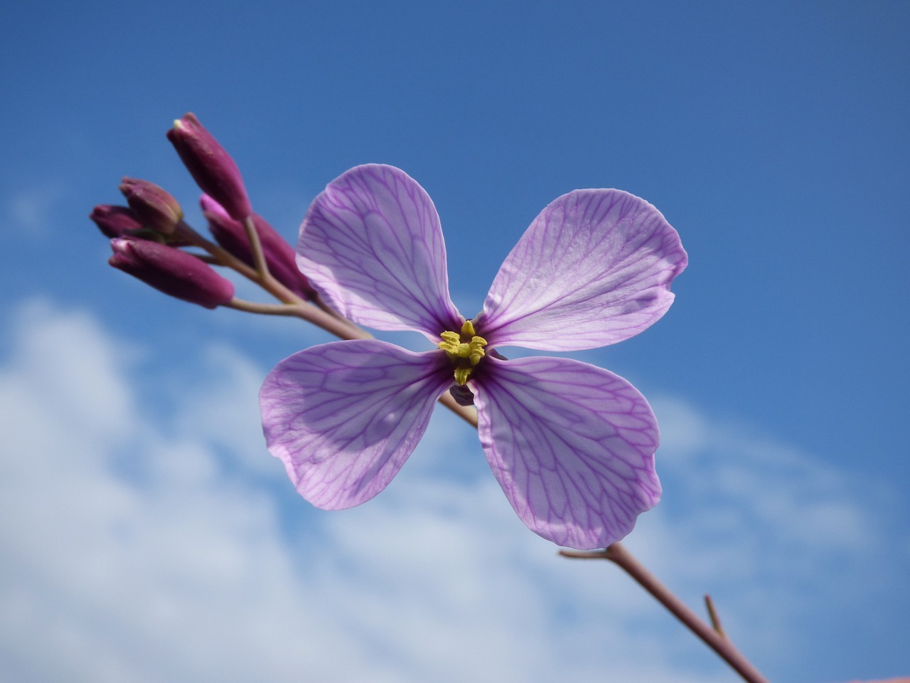 Image - wild flower flower four petals pink