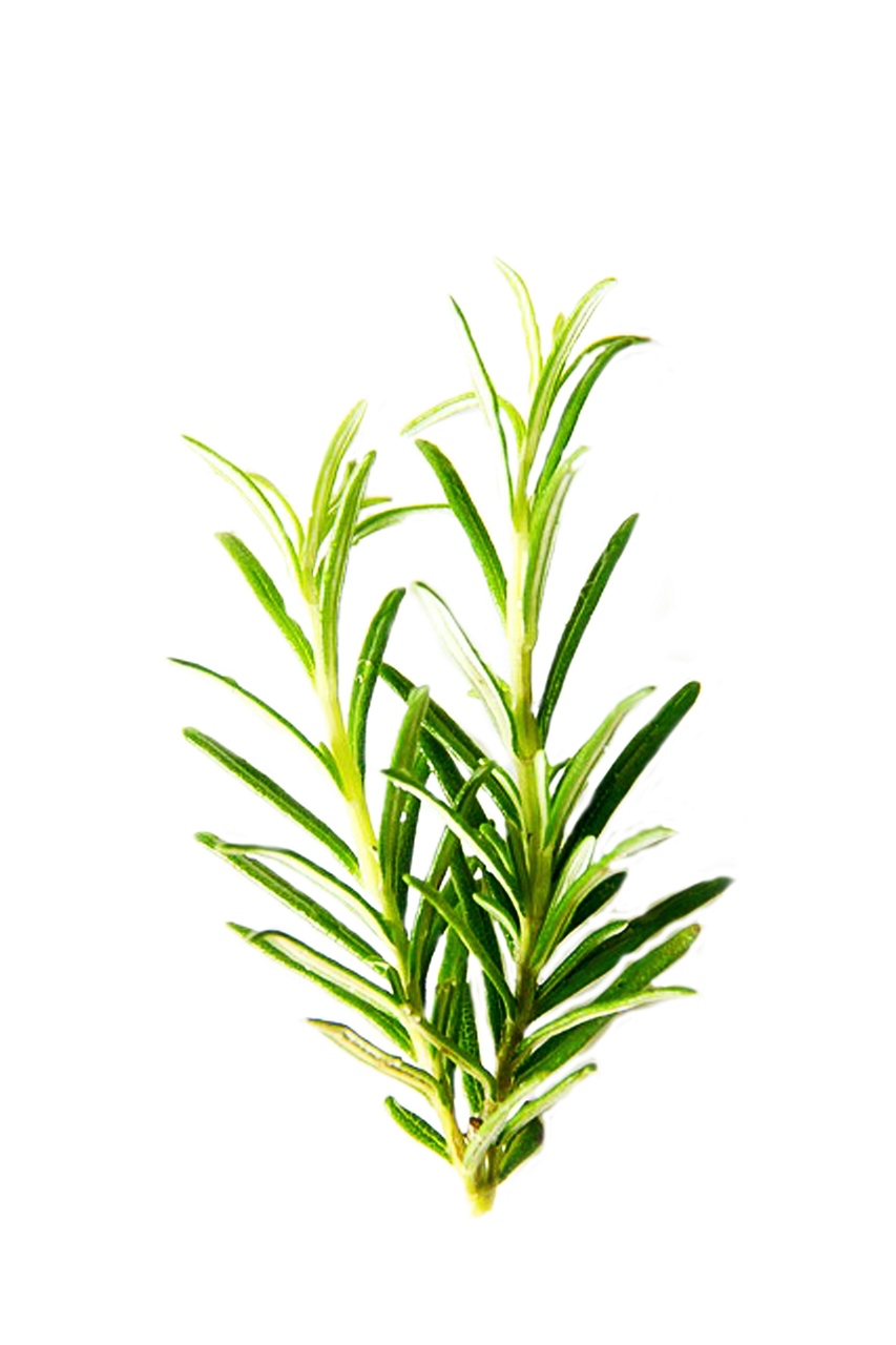 Image - rosemary isolated herbs green leaf