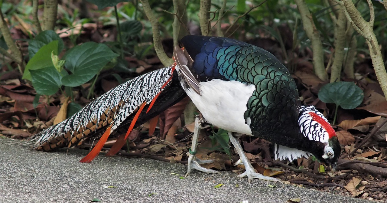 Image - pheasant bird nature feeding male