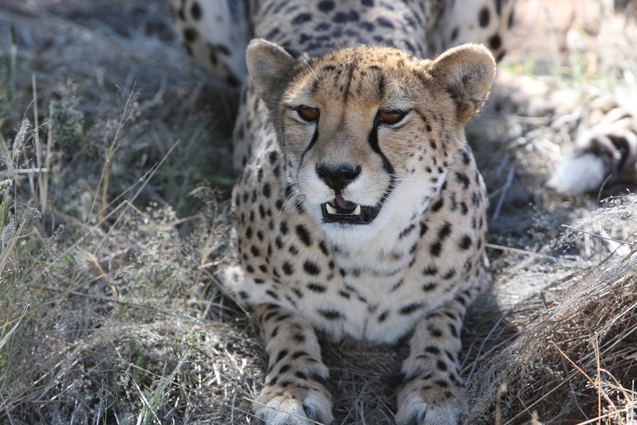 Image - cheetah predator namibia wild