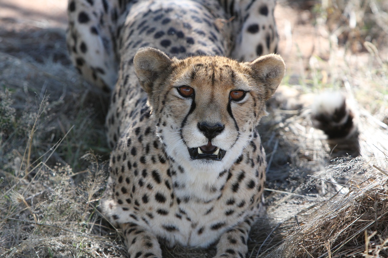 Image - cheetah predator namibia wild