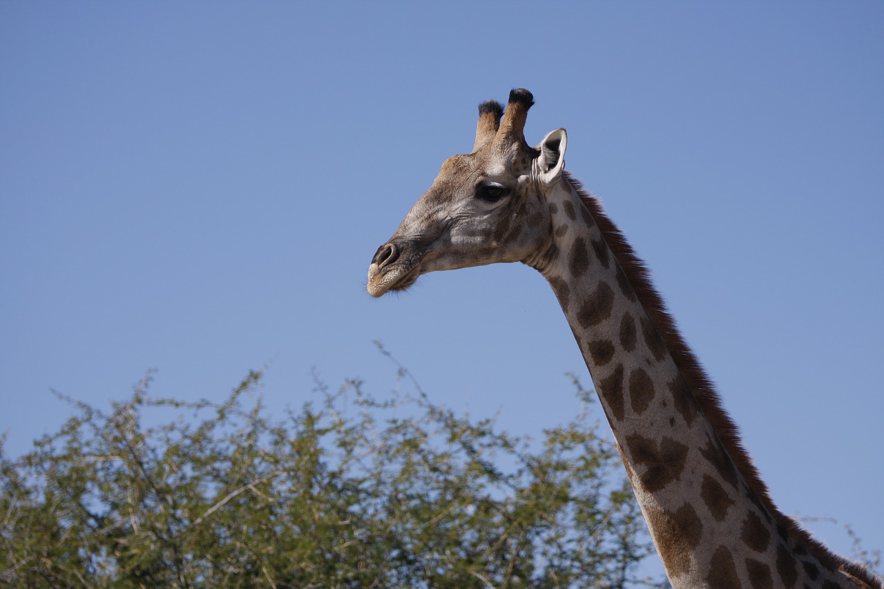 Image - giraffe namibia nature africa