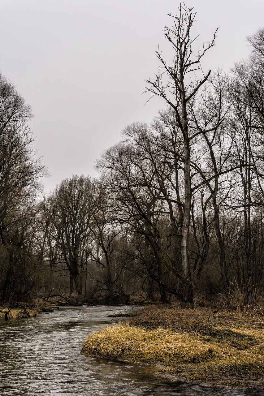 Image - forest bach trees moss grass