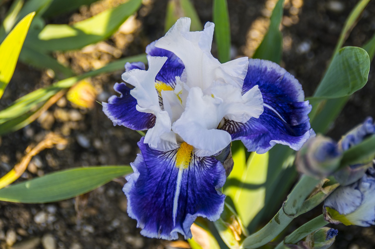 Image - orchide flower blossom bloom blue