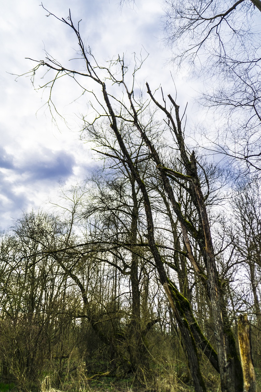 Image - nature sky clouds log old tree