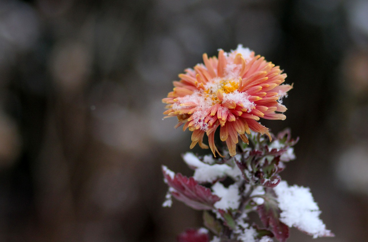 Image - chrysanthemum flower red frozen