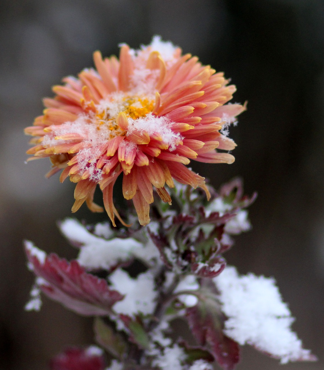 Image - chrysanthemum flower red frozen
