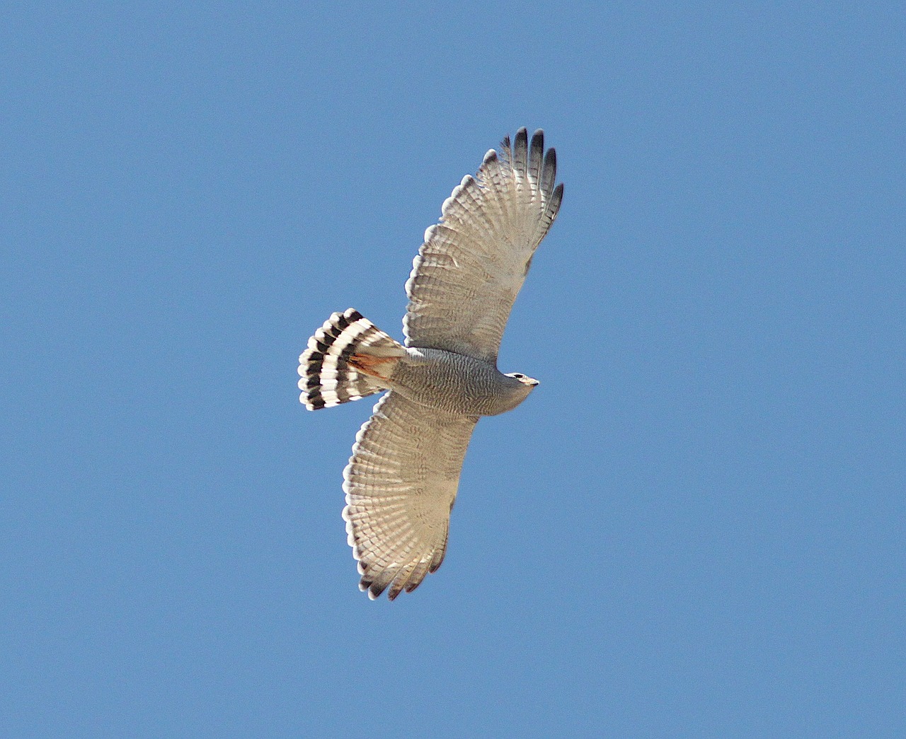 Image - gray hawk raptor flying wild