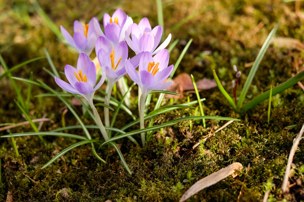 Image - herbstzeitlose flower blossom bloom