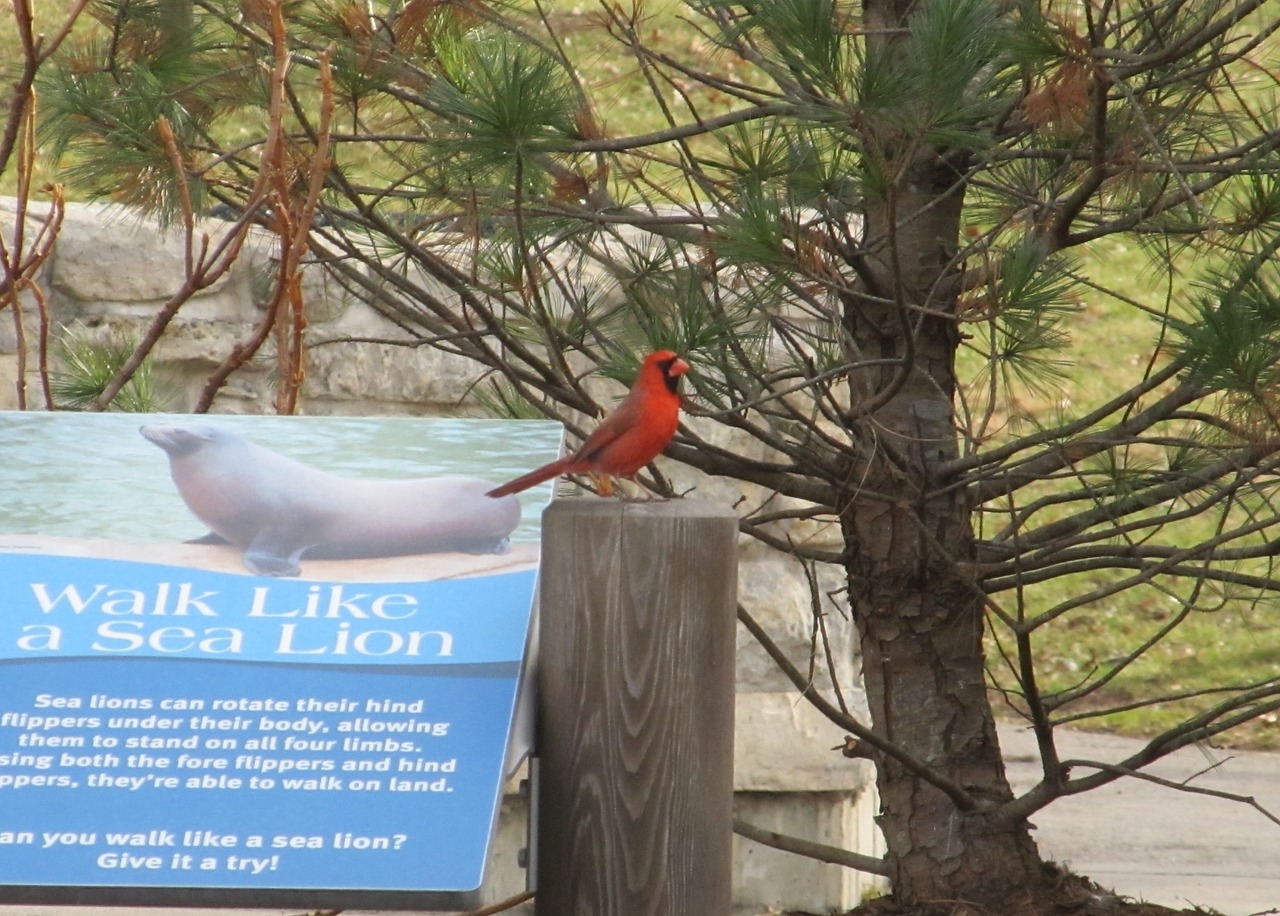 Image - cardinal male redbird wildlife