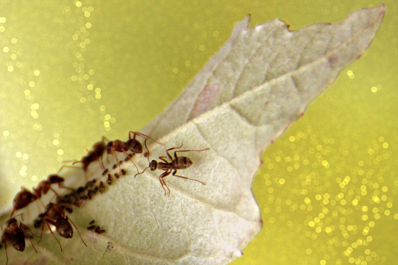 Image - ants leaf colony insects