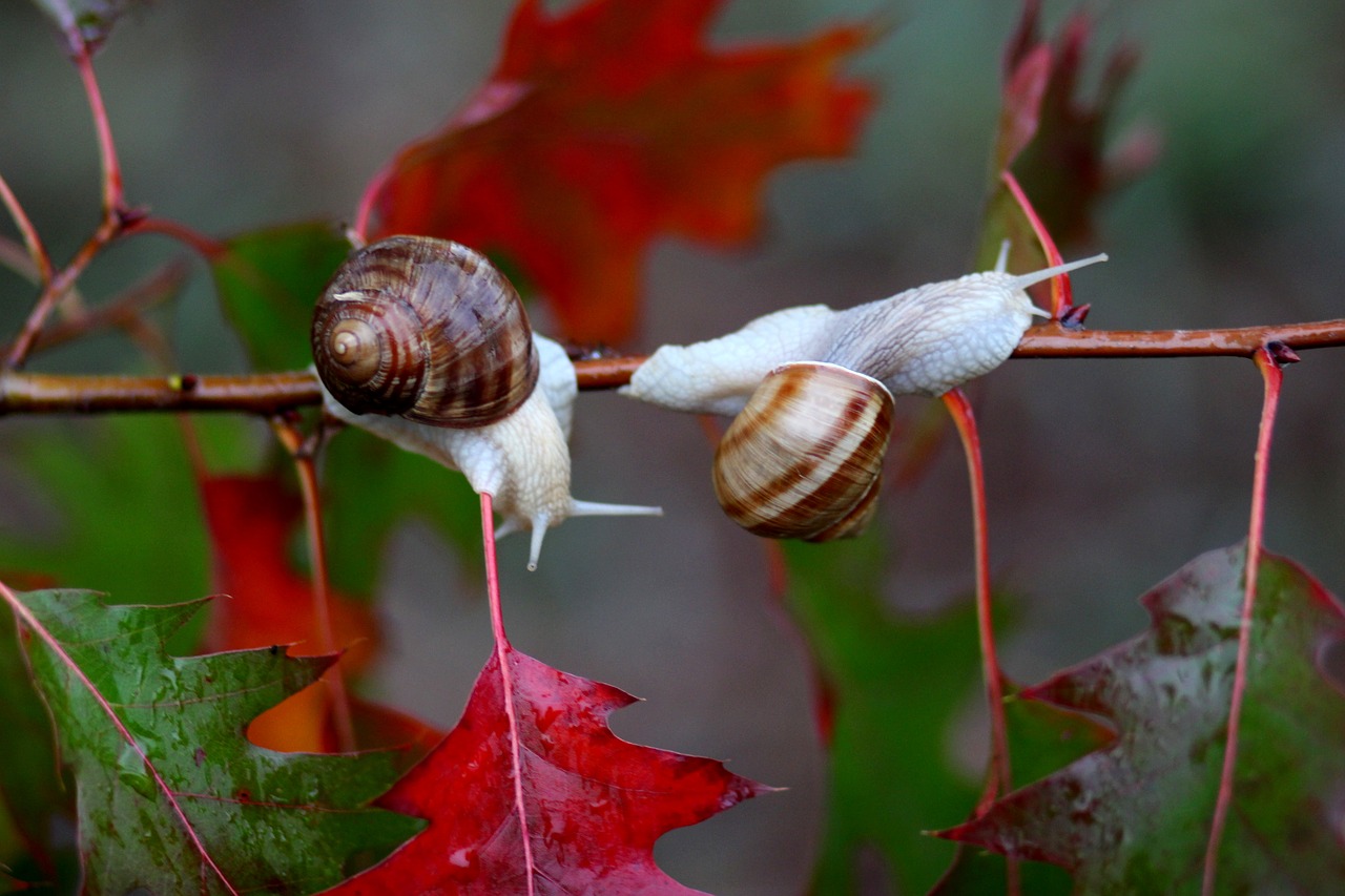 Image - snails leaves red autumn rain