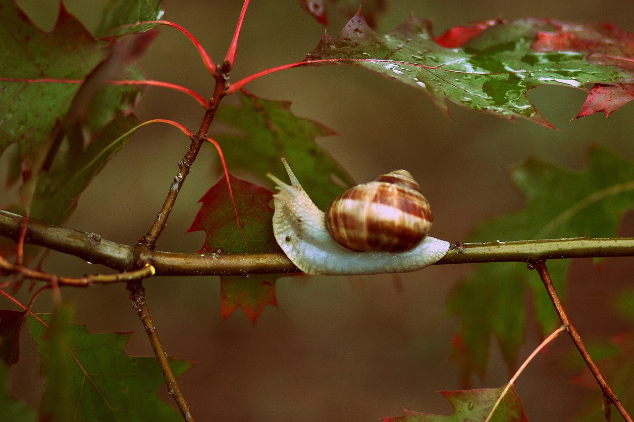 Image - snails leaves red autumn rain