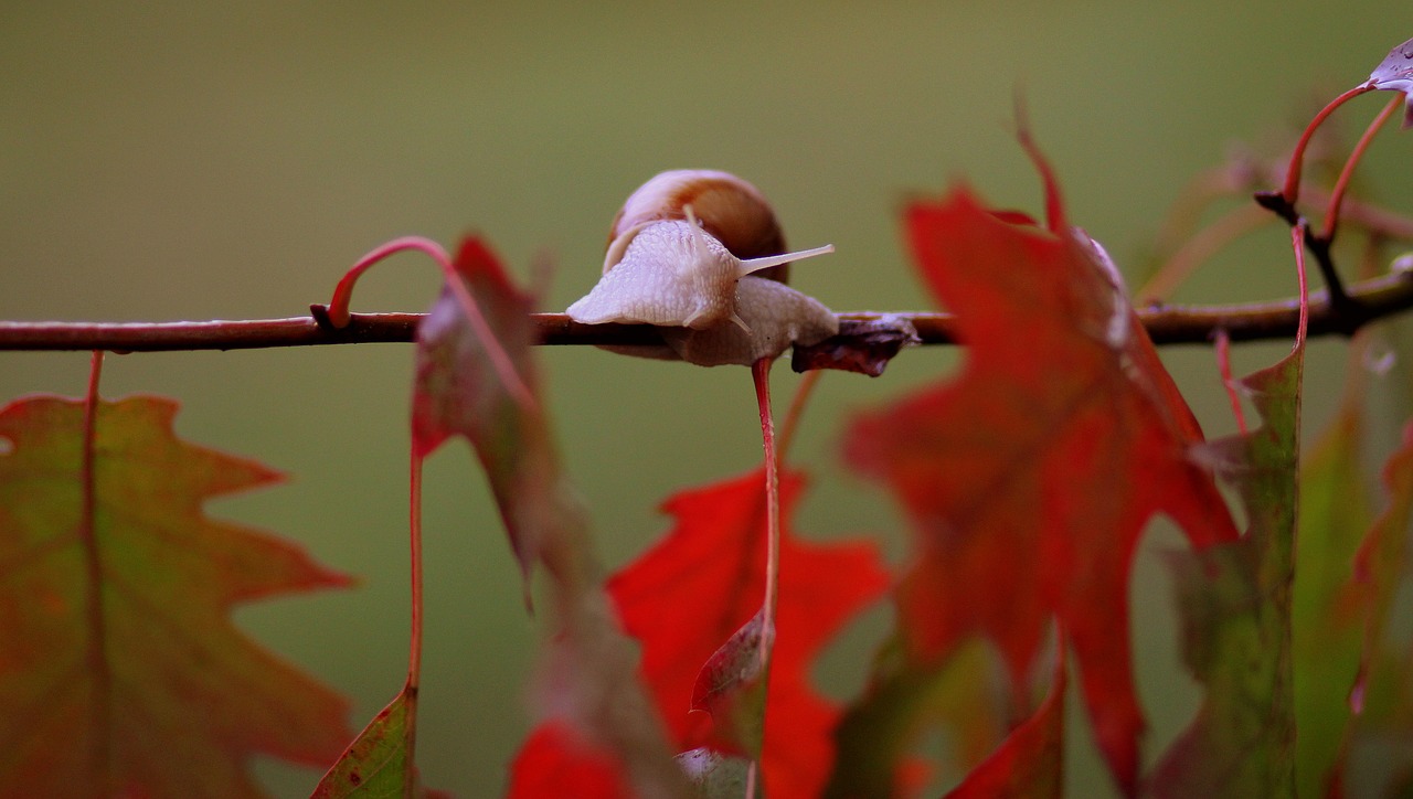 Image - snails leaves red autumn rain