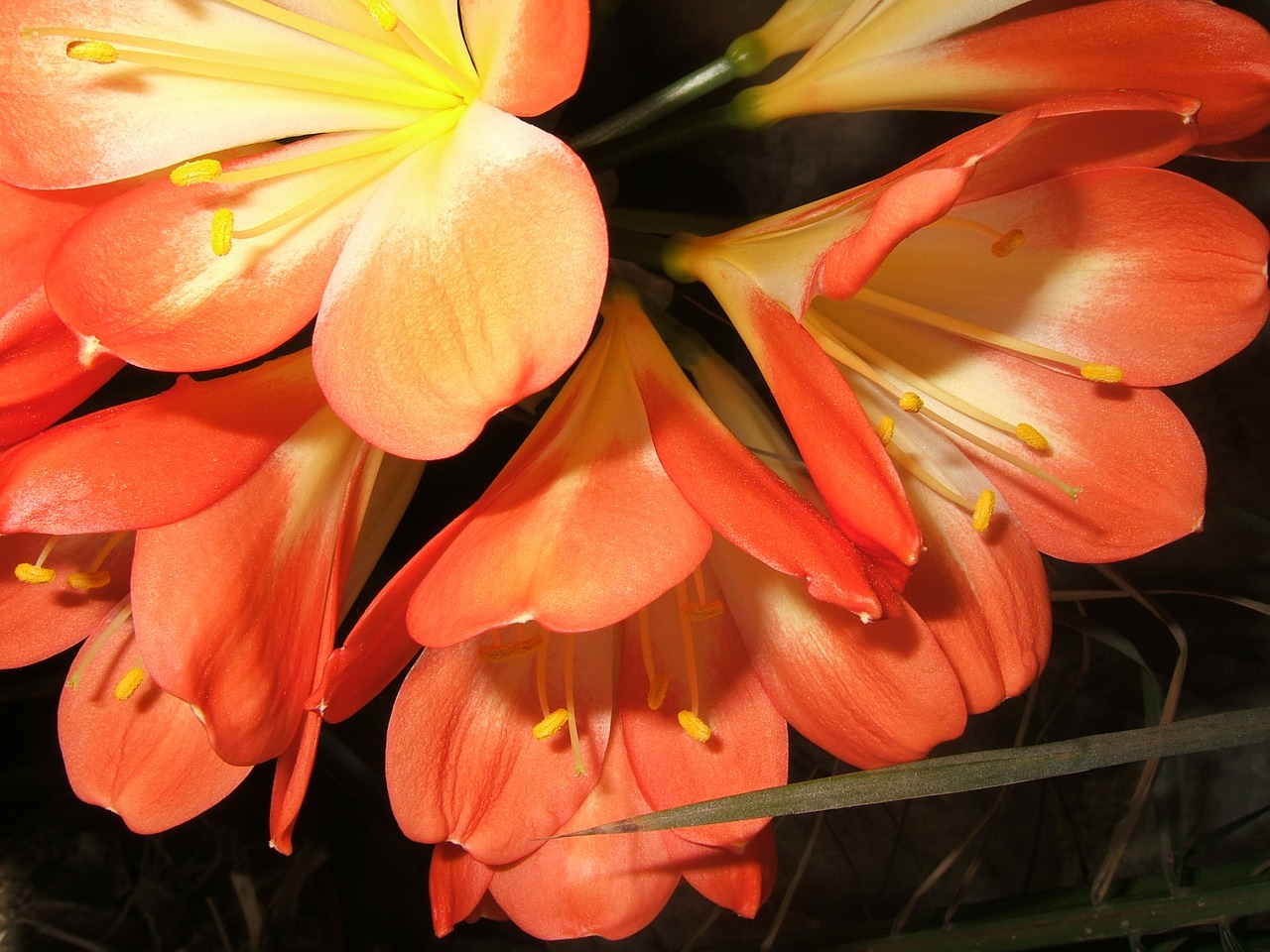 Image - clivia vegetation nature flowers