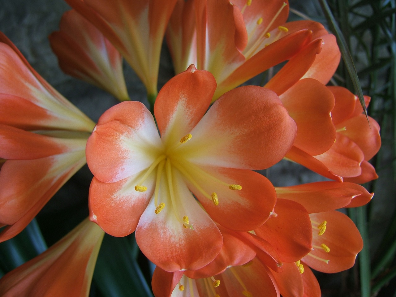 Image - clivia vegetation nature flowers