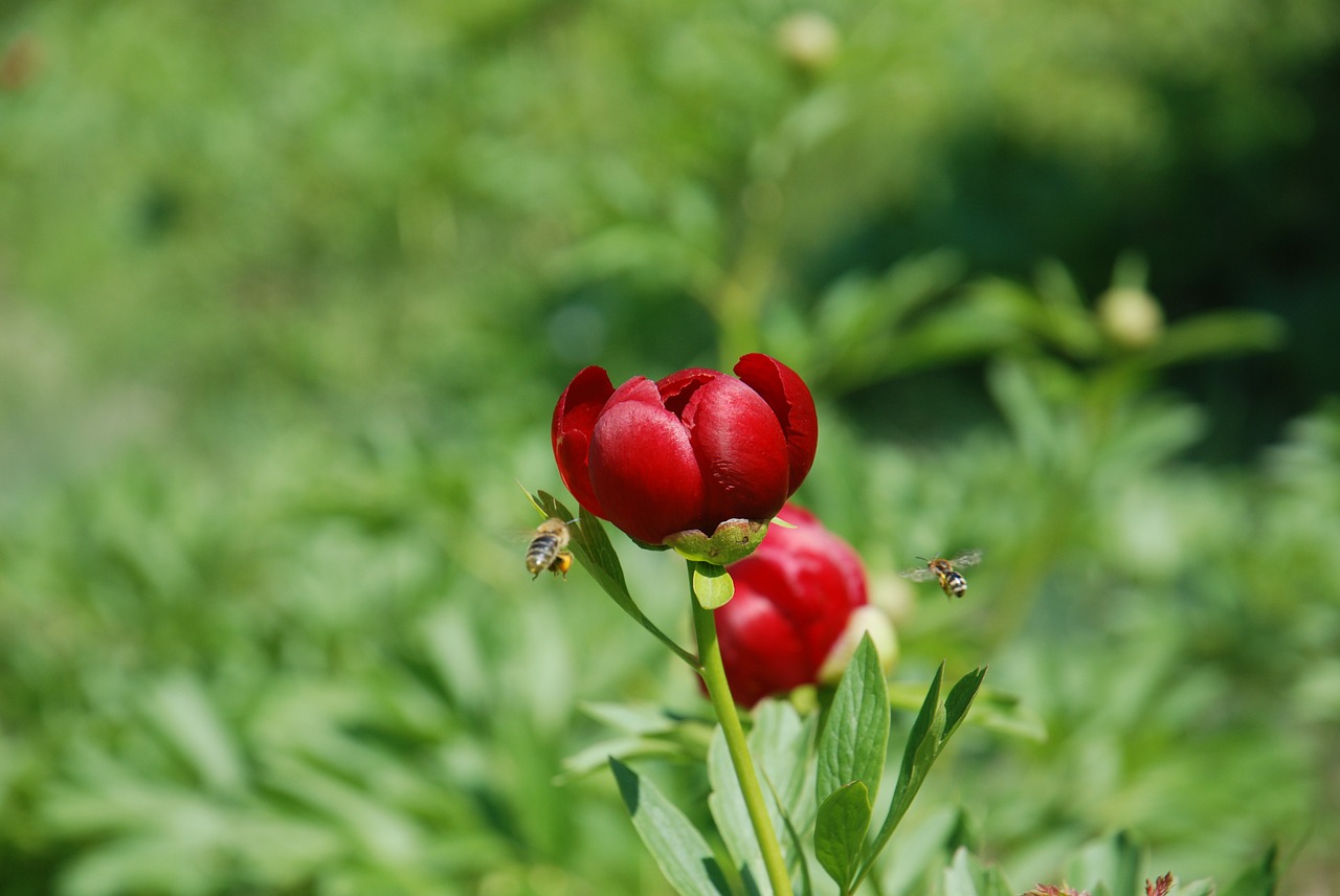 Image - peony flower bee naturepeony