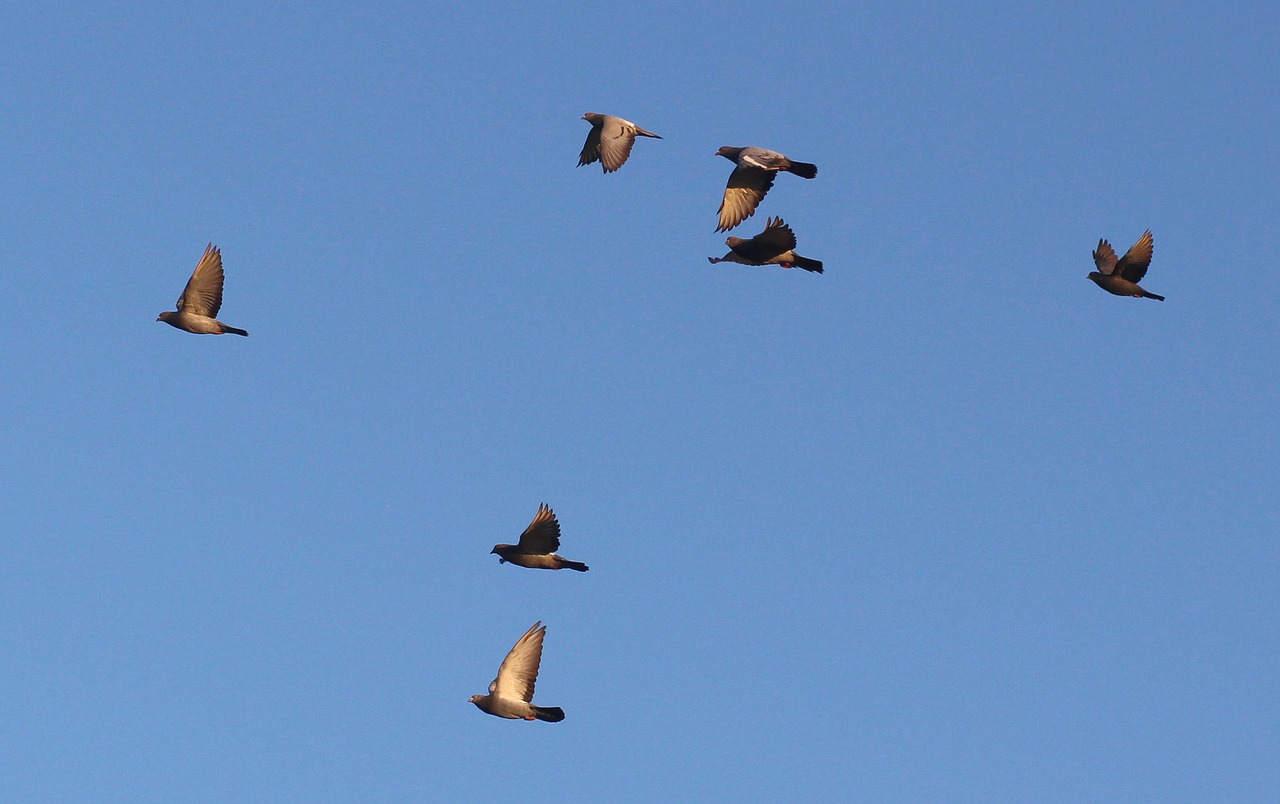 Image - birds flight sky stol