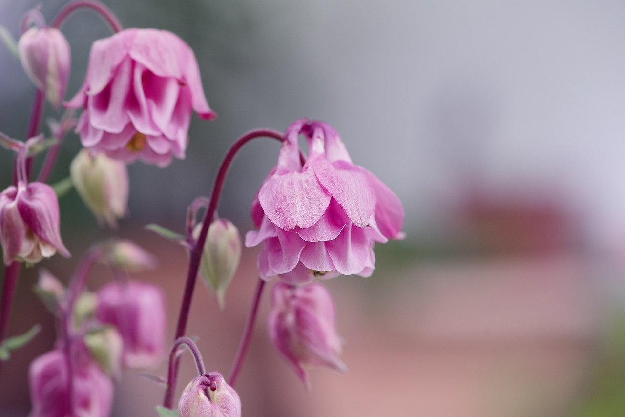 Image - columbine flowers common akelei