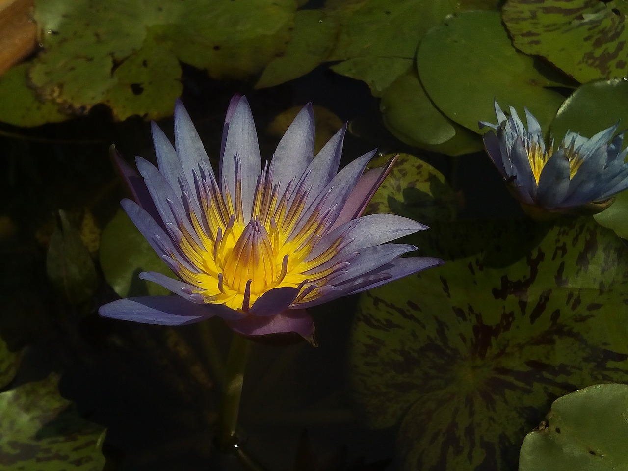 Image - lotus lotus leaf nature lotus basin