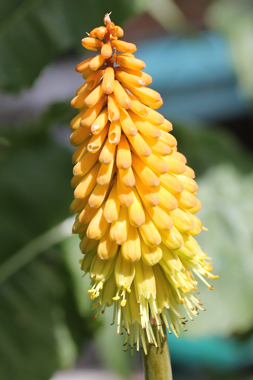 Image - kniphofia red hot poker flower