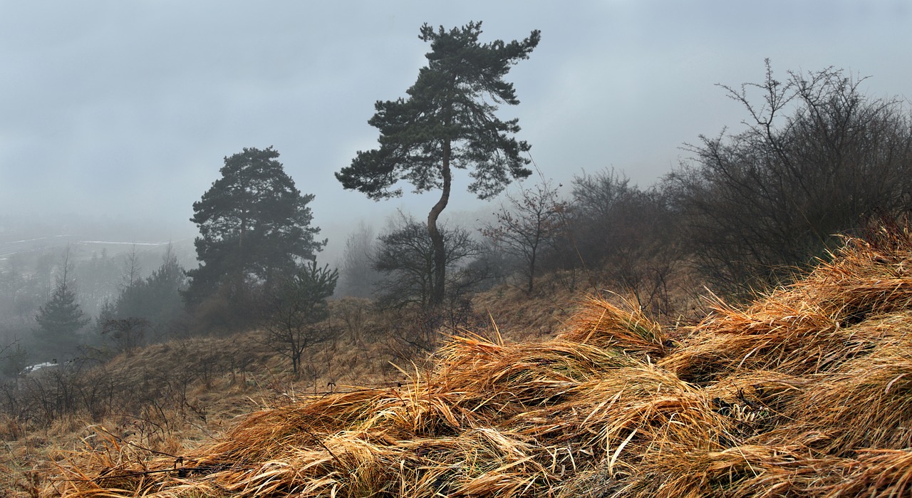 Image - landscape early spring