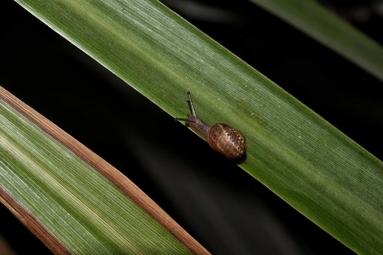 Image - snail nature leaf macro animals