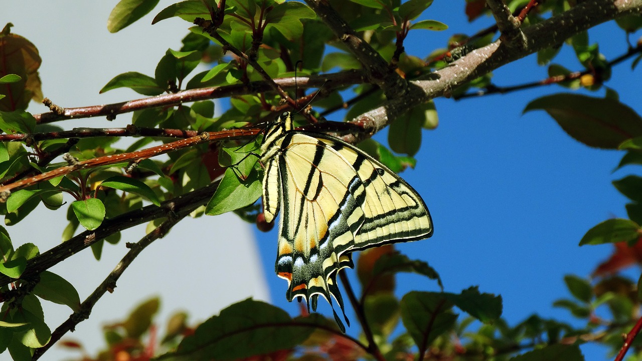 Image - butterfly monarch monarch butterfly