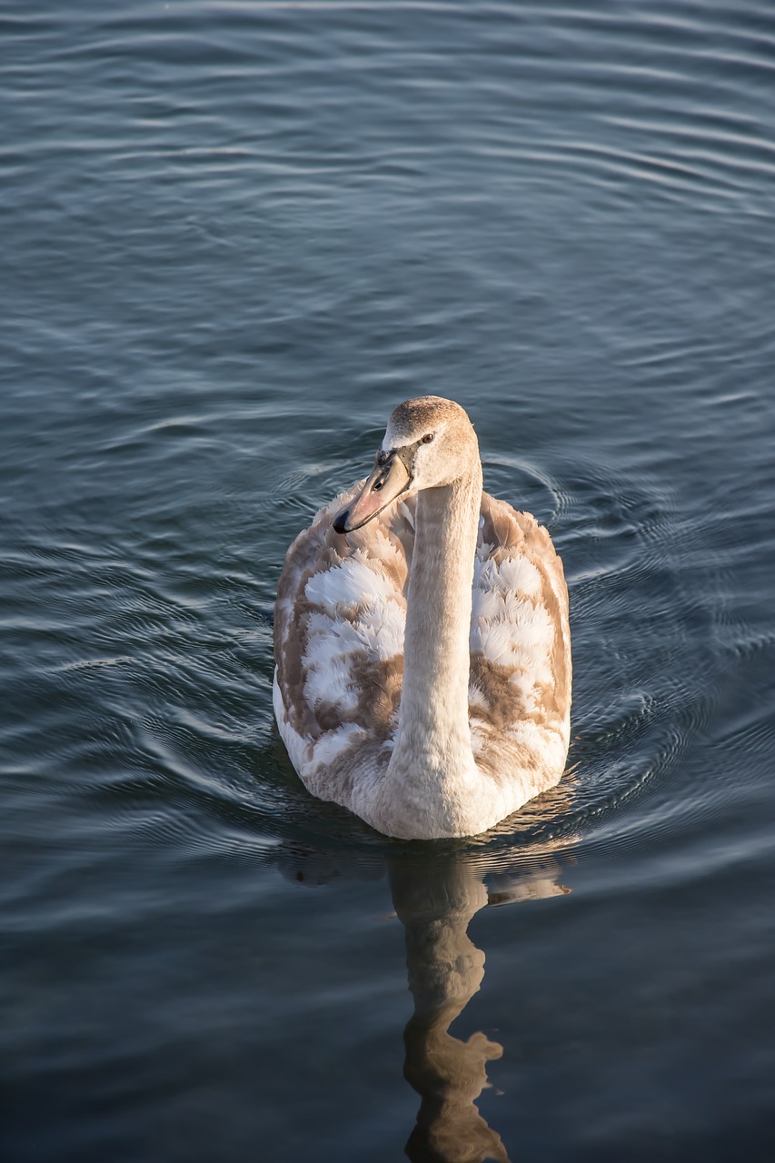 Image - swan sea nature water lake bird