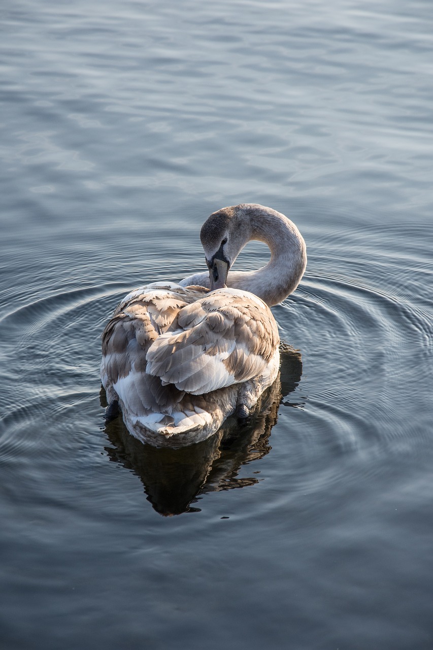 Image - swan sea nature water lake bird