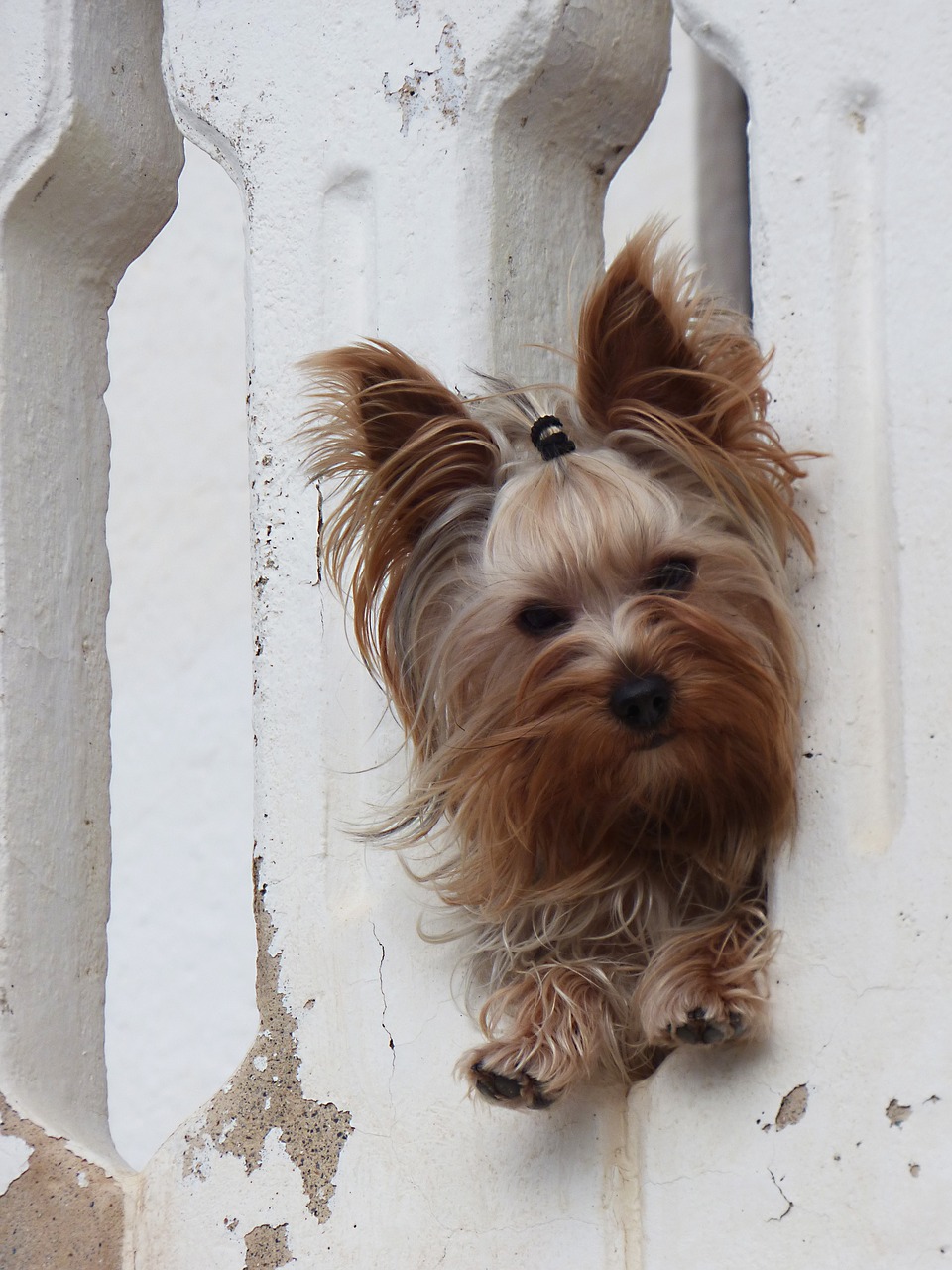 Image - dog yorkshire terrier have a look