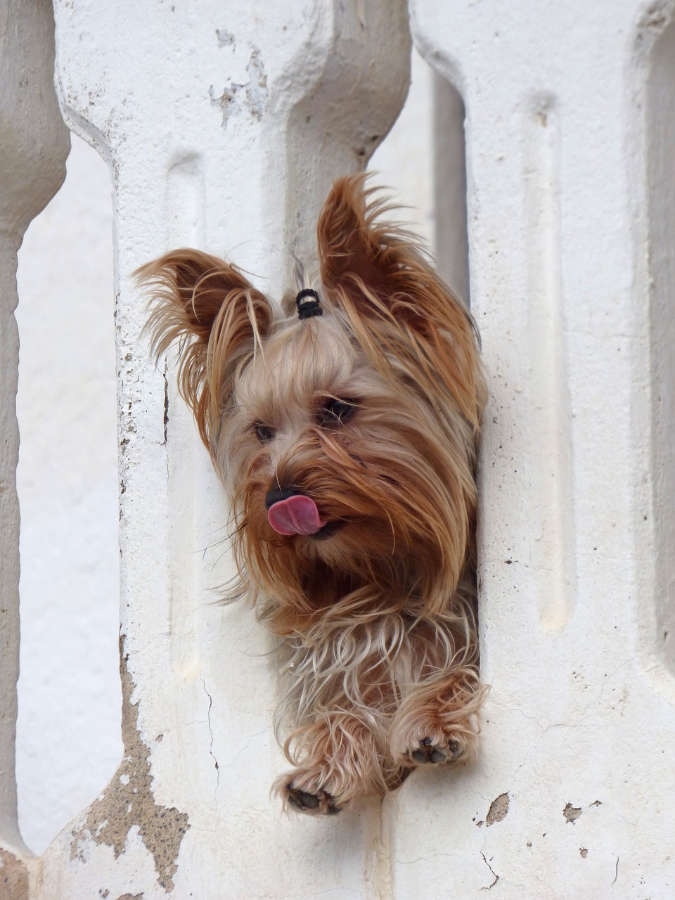 Image - dog yorkshire terrier have a look