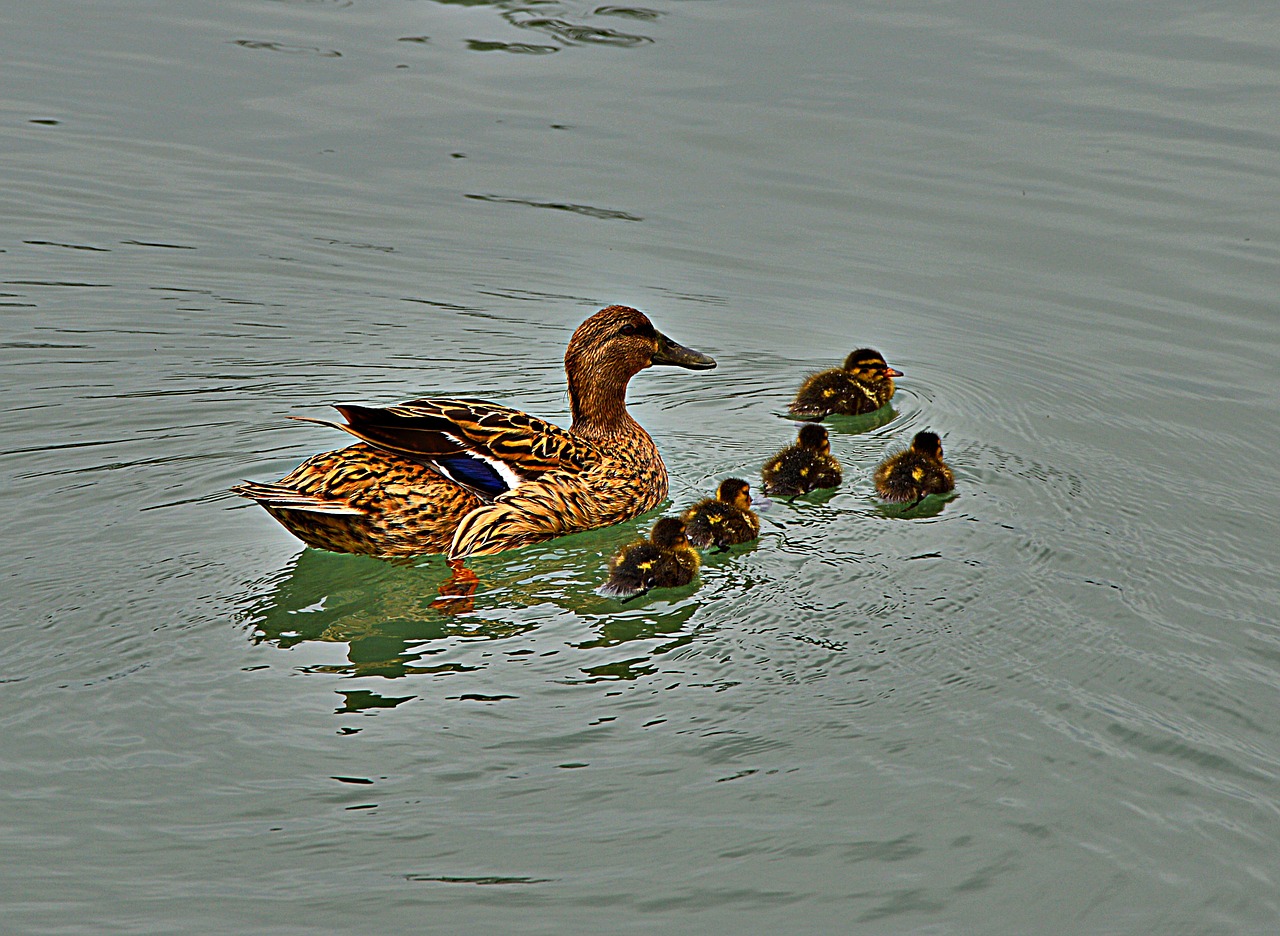 Image - ducks chicken nature