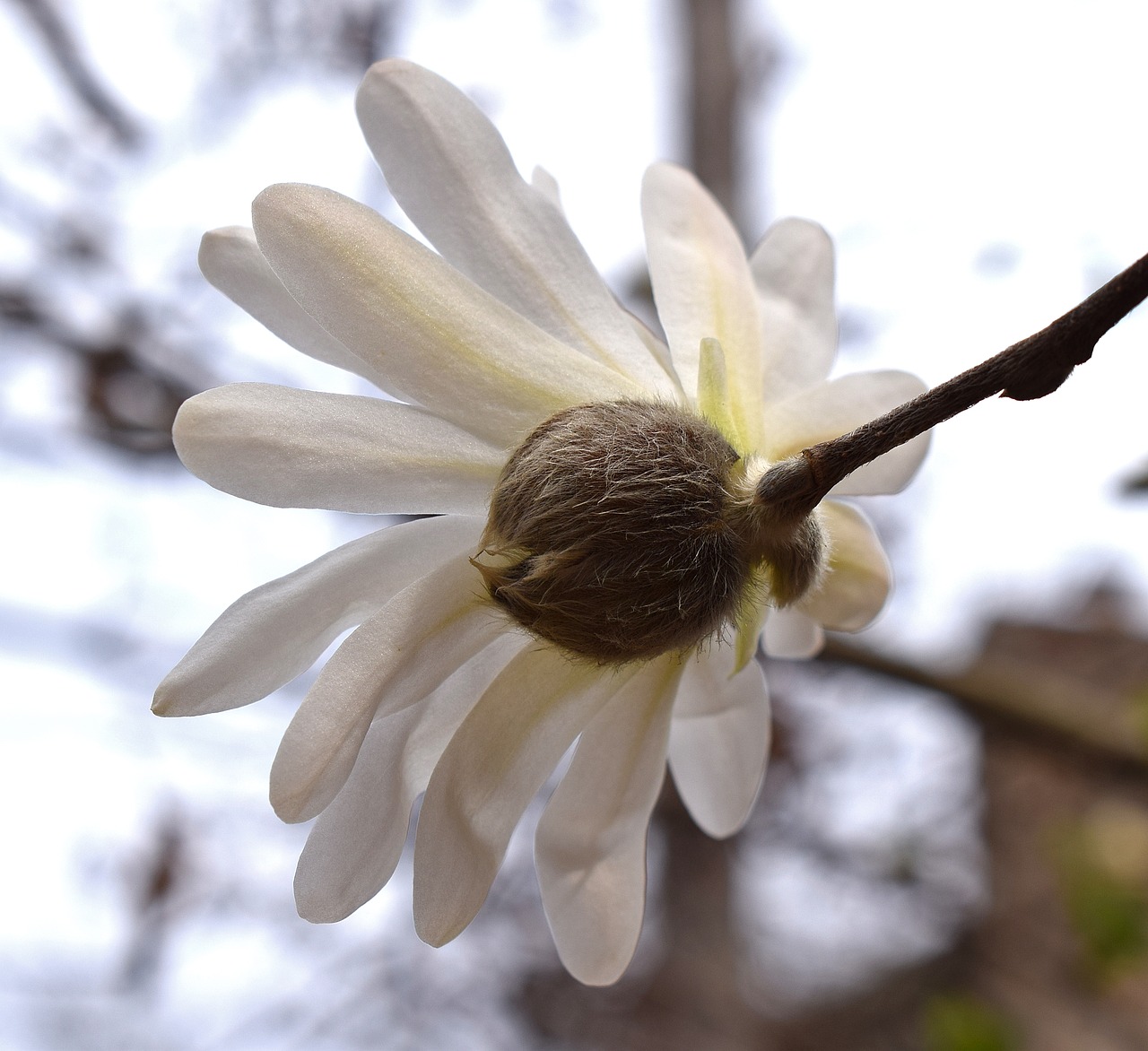 Image - star magnolia from back magnolia