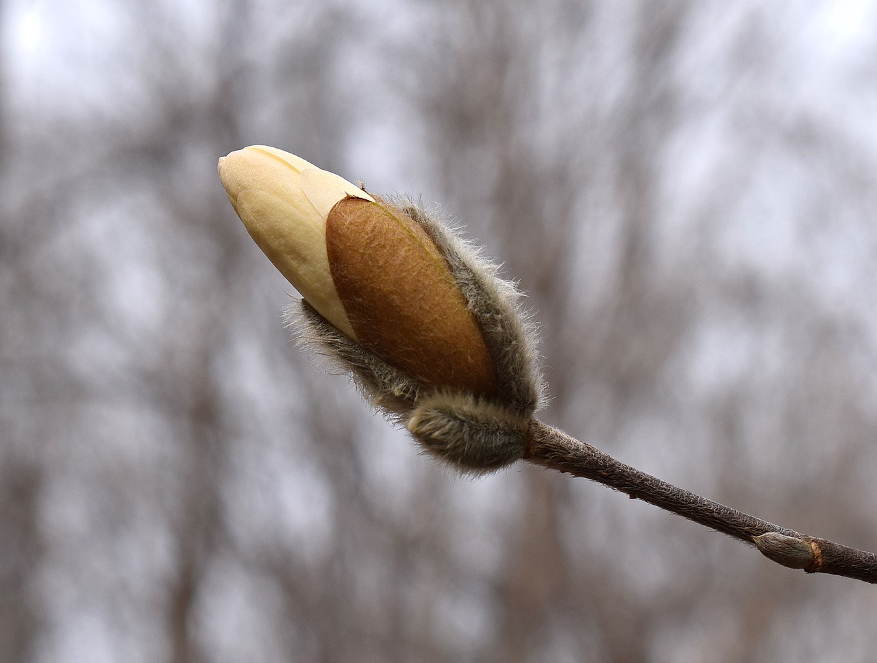 Image - star magnolia blossom bud opening