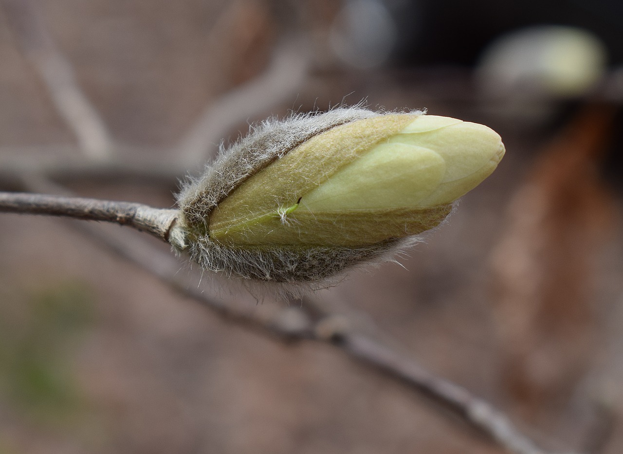 Image - star magnolia blossom bud opening