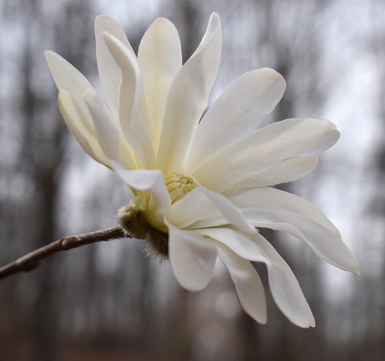 Image - star magnolia magnolia tree plant