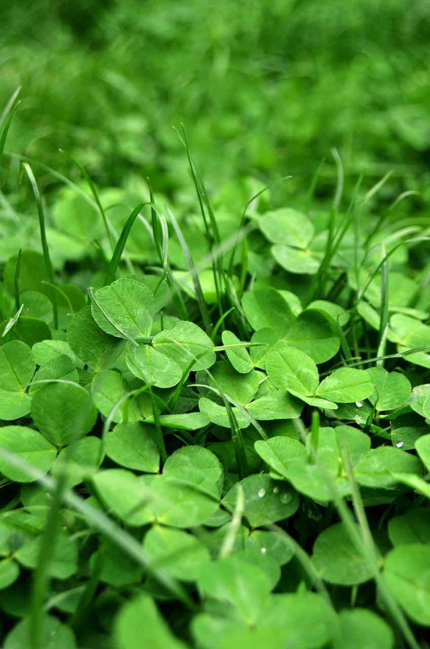 Image - grass spring green trefoil nature