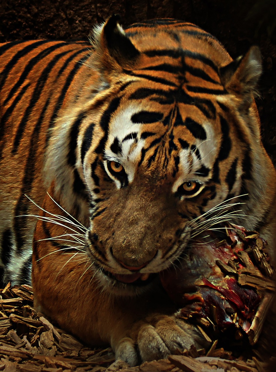 Image - tiger food cat carnivores