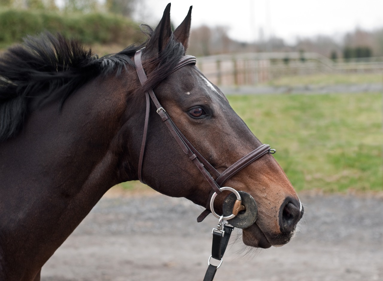 Image - horse head mane portrait profile