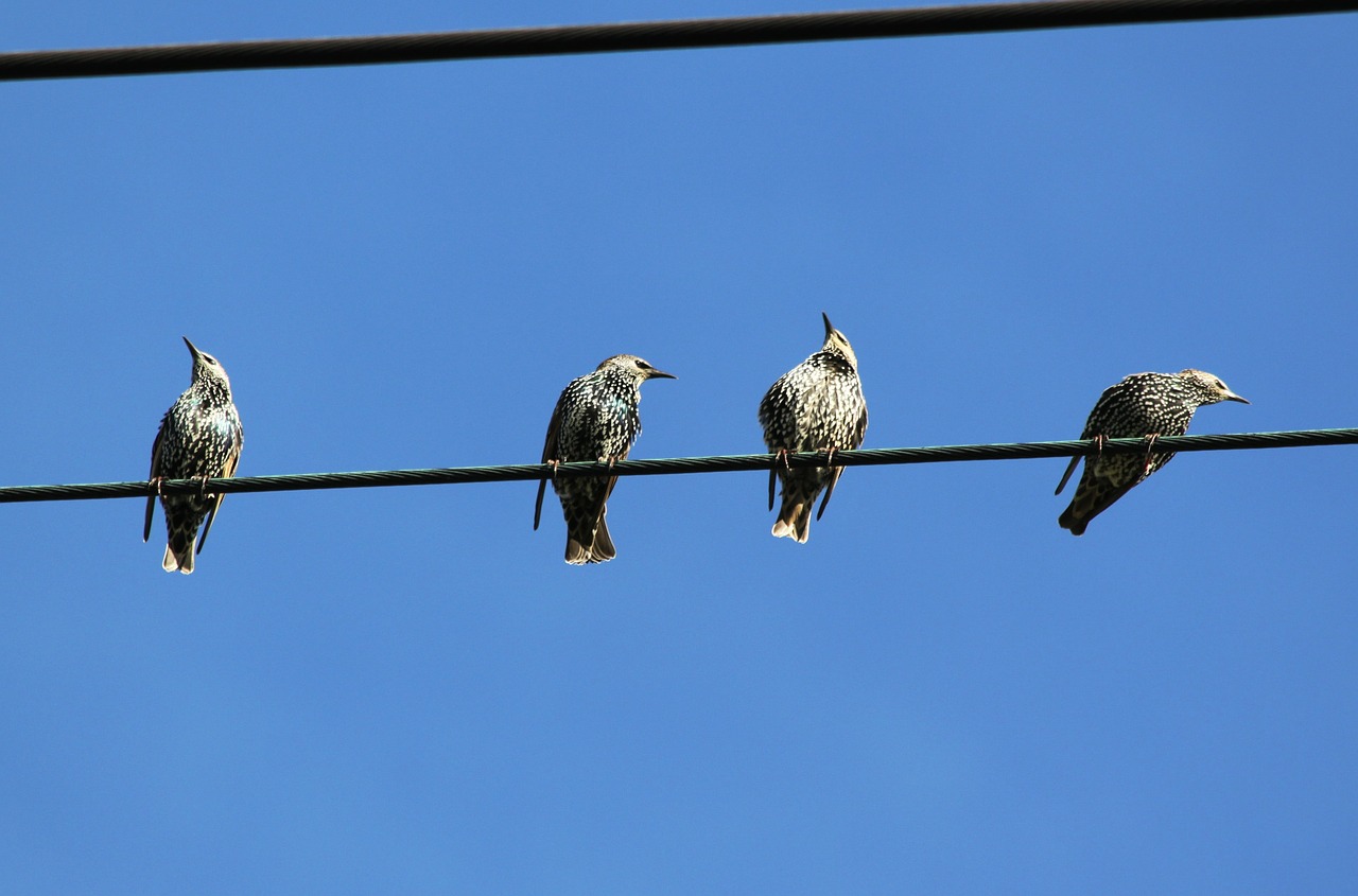 Image - star stare birds power line