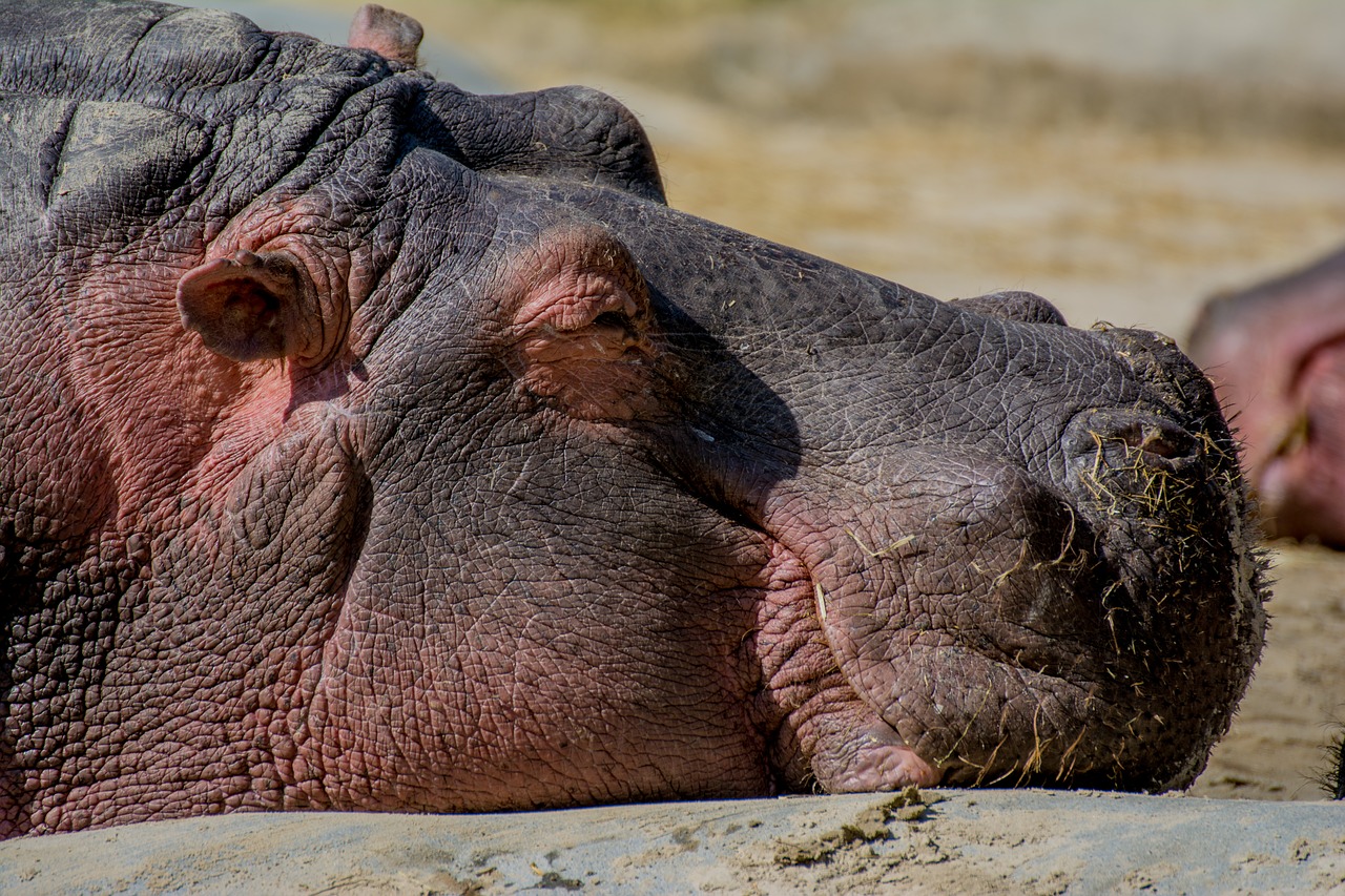 Image - hippo zoo hippopotamus close water