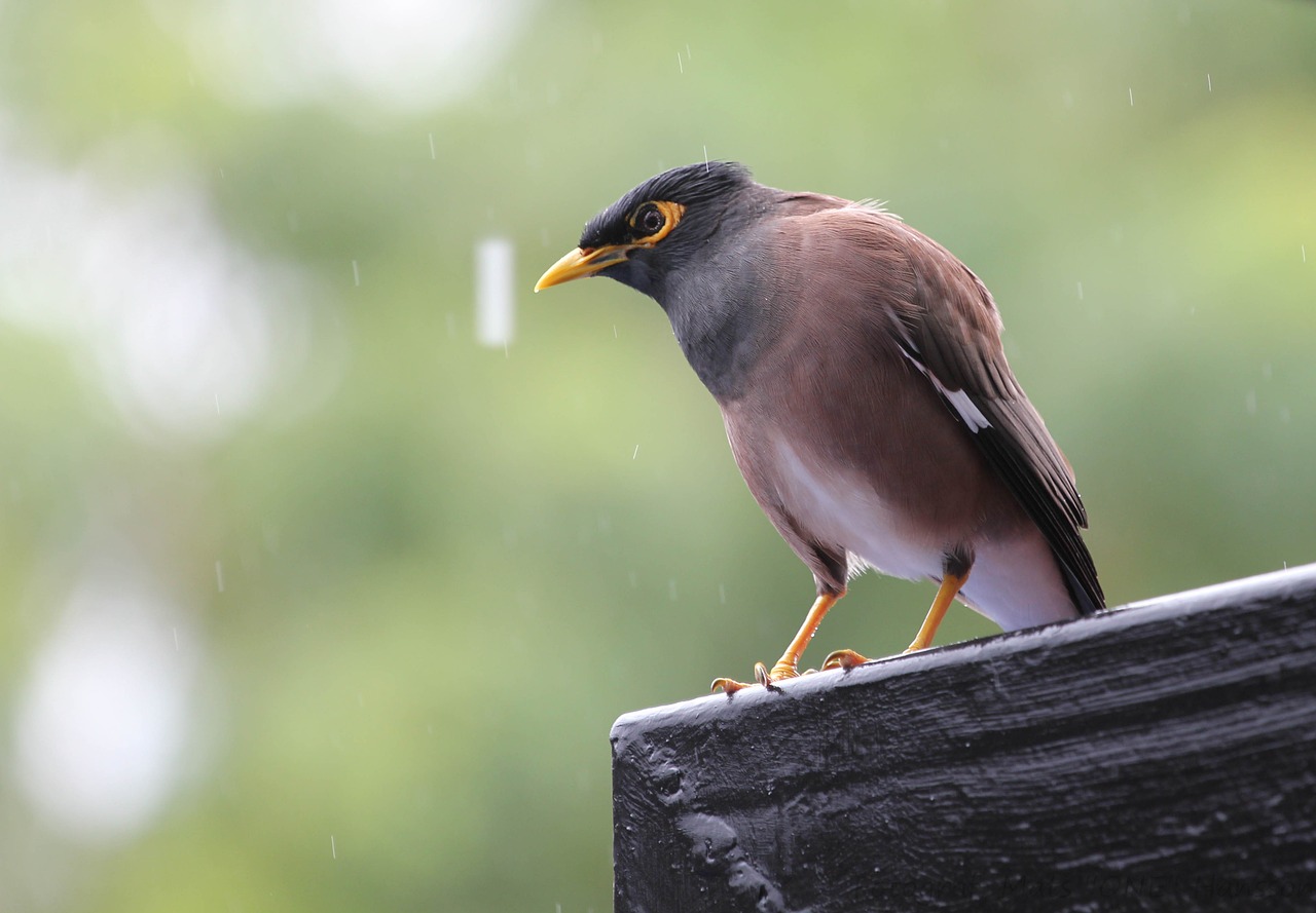 Image - bird rain rest animals