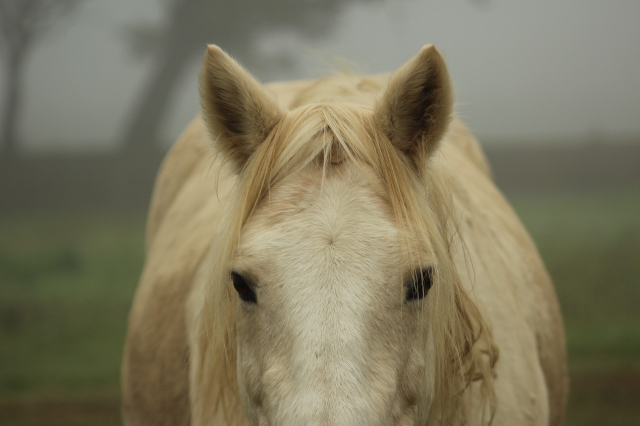 Image - pony horse domestic cute mist fog