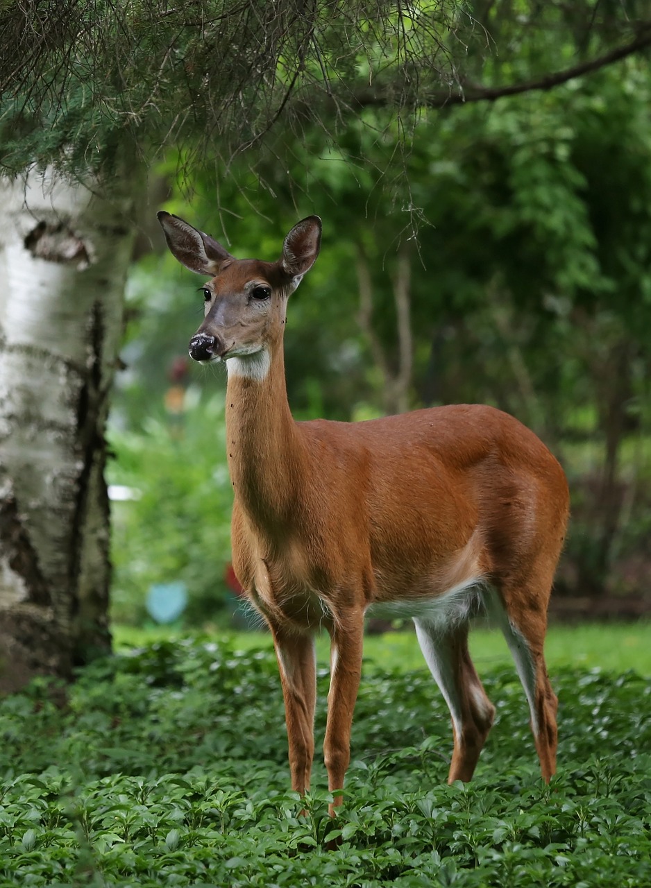 Image - deer summer nature wildlife animal