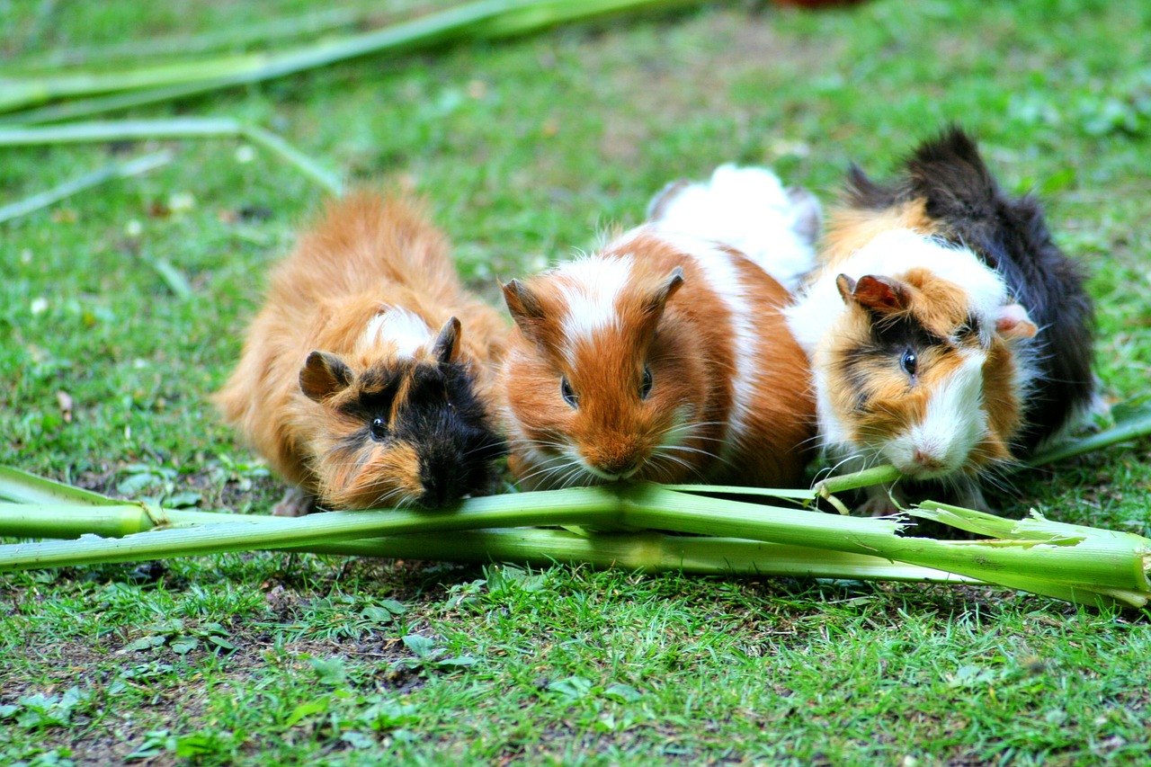 Image - guinea pig sea ​​pig house cute