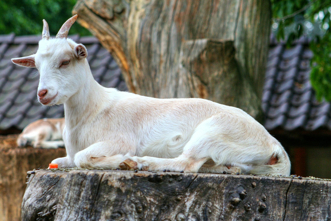 Image - goat animal horns goats zoo wild