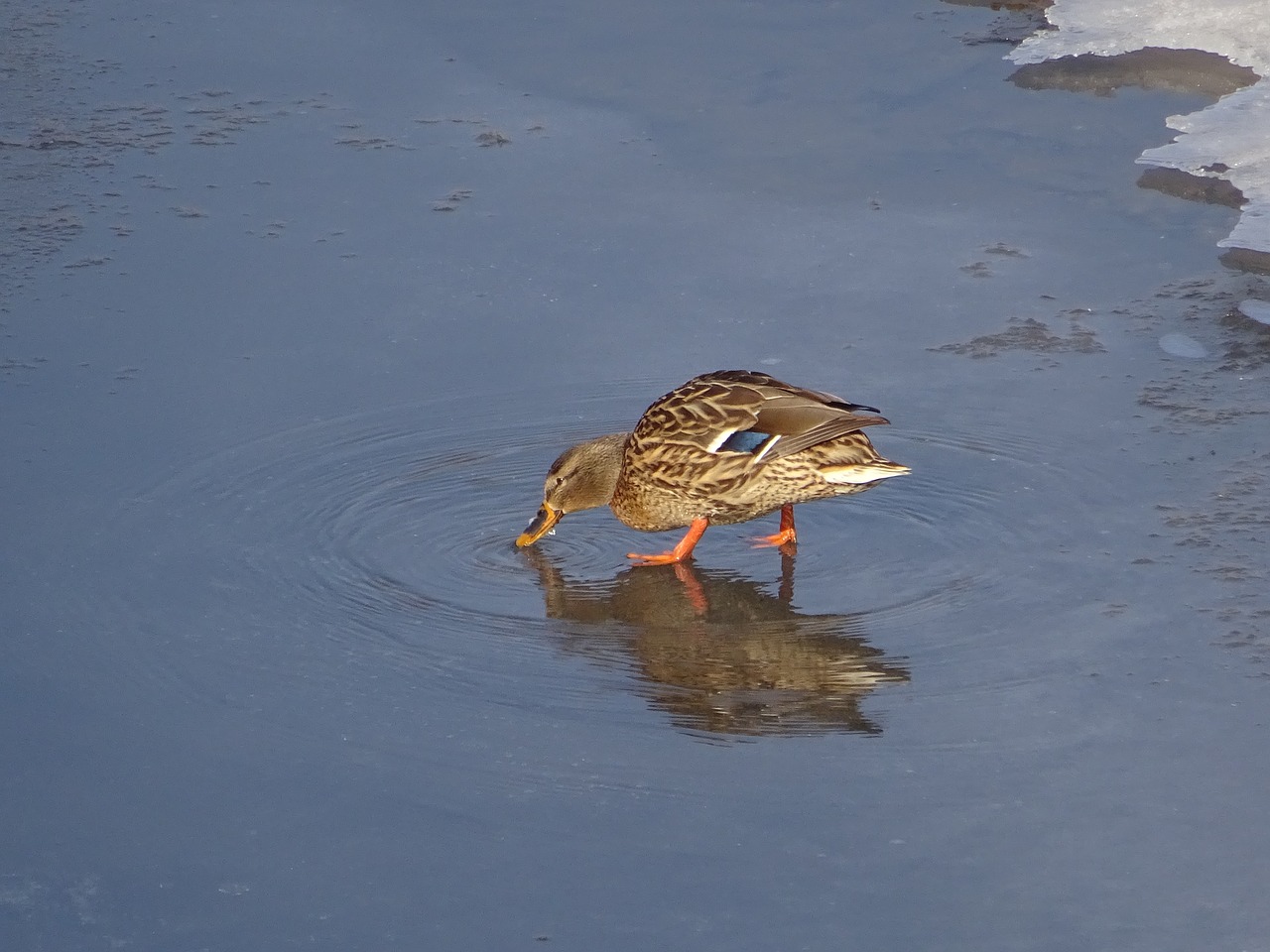 Image - duck drinks ice