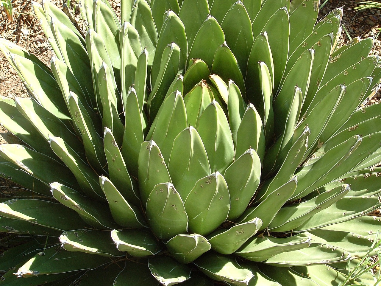 Image - desert agave cactus nature